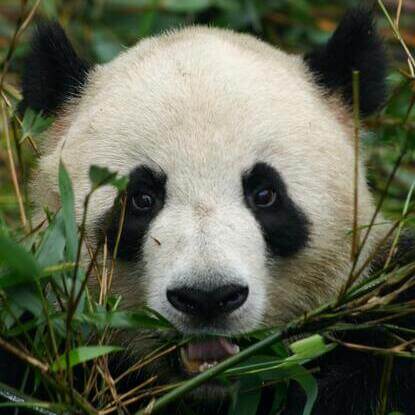 Panda est un algorithme très important car il analyse et évalue la qualité du contenu de votre site internet.
