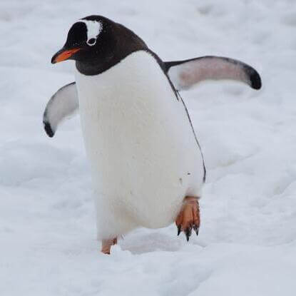 Penguin, gendarme de la suroptimisation.