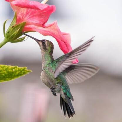 Hummingbird/Colibri a pour mission de mieux comprendre nos requêtes, pour des résultats de plus en plus pertinents sur le Web.