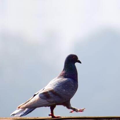 Pigeon s'appuie sur l'outil de géolocalisation Google Map pour offrir une visibilité locale à votre site internet.