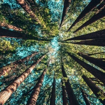 Le SEO propre au service de l'environnement.